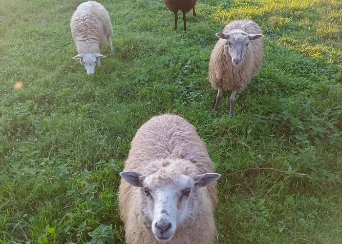 Zielona Dolina Homestay